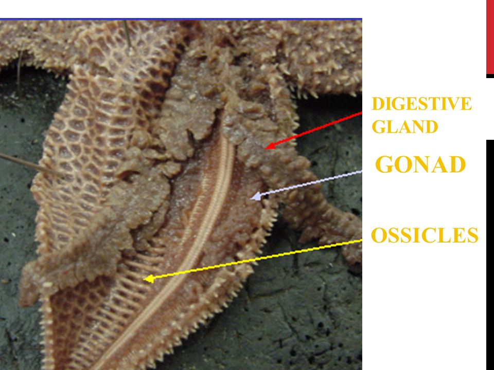 DIGESTIVE GLAND GONAD OSSICLES