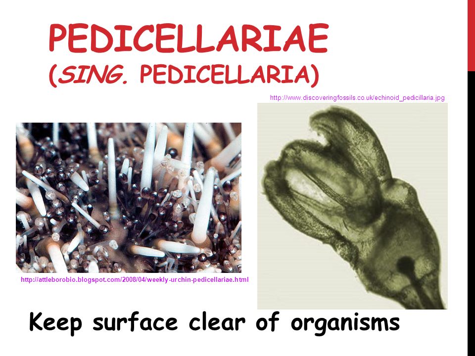 PEDICELLARIAE (sing. Pedicellaria)