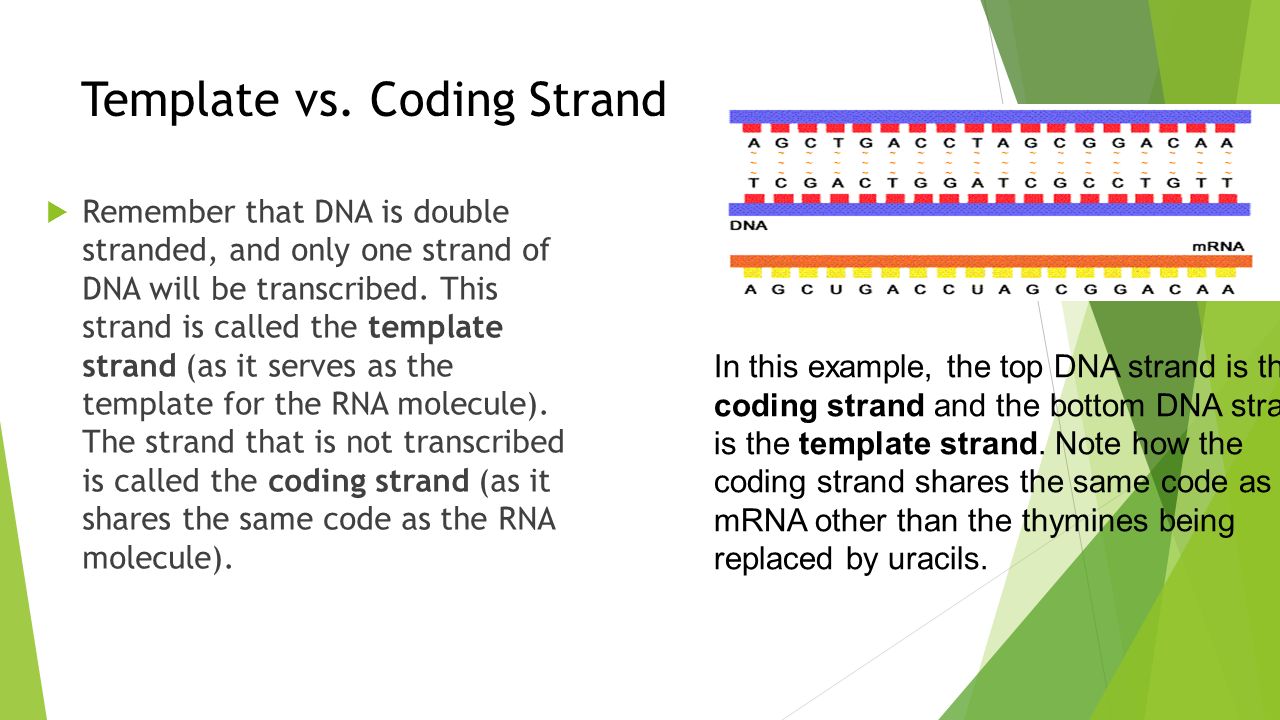 Difference Between Template And Coding Strand