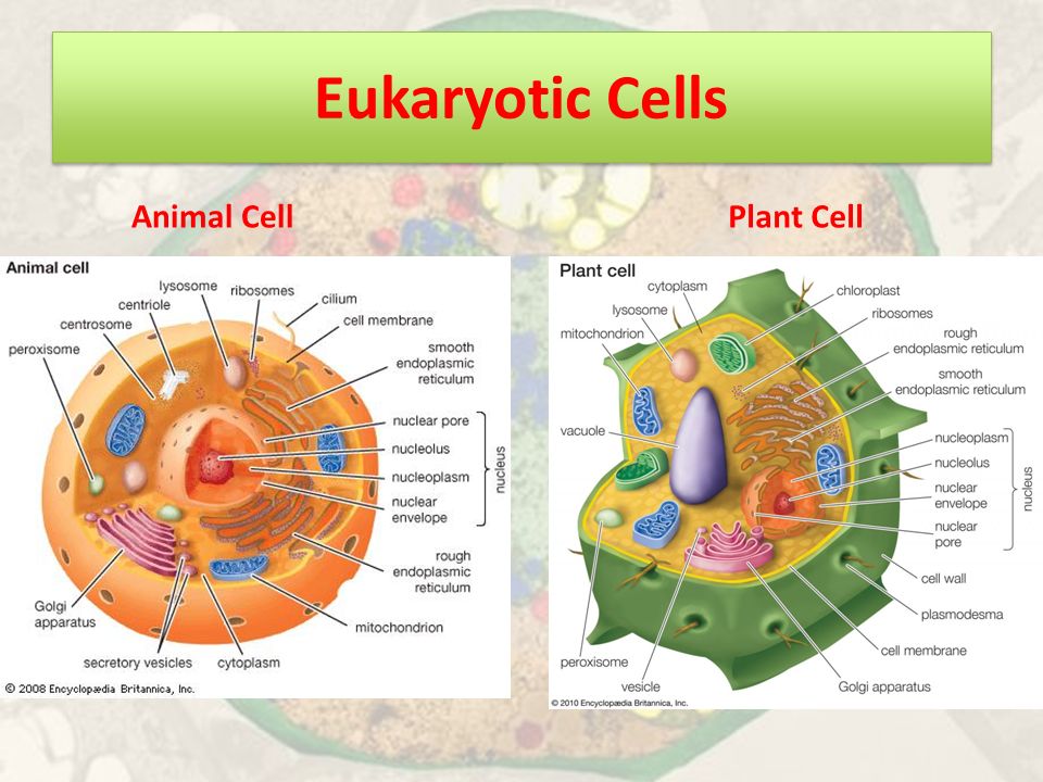 INTRODUCTION TO CELLS. - ppt video online download