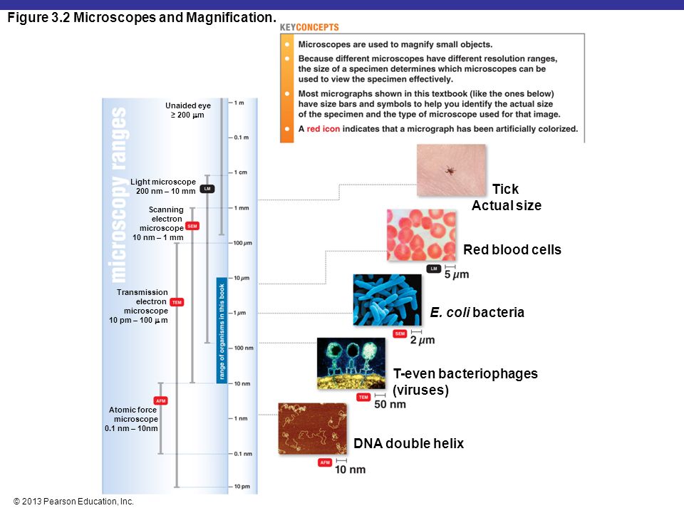 Observing Microorganisms Through A Microscope Ppt Video Online Download