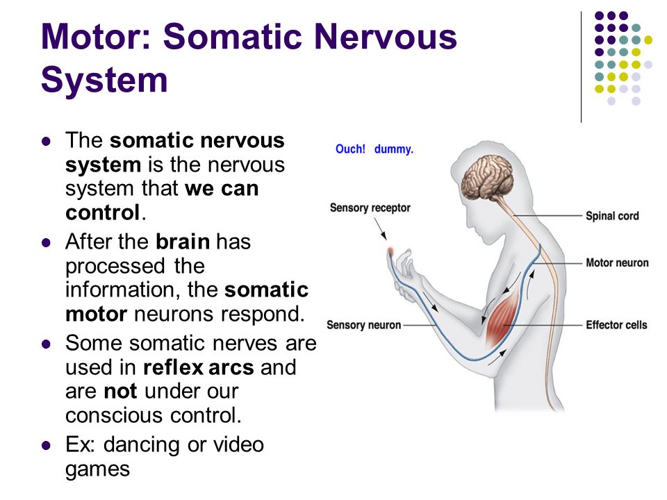 somatic nervous system function