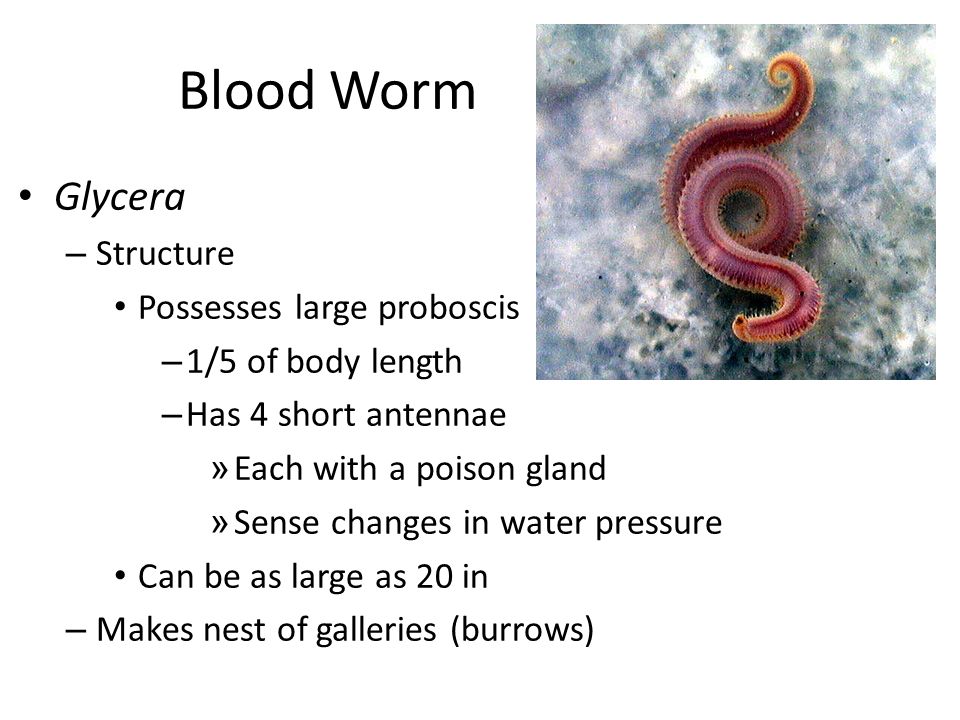 Polychaete Worms (pol-i-keet) - ppt video online download