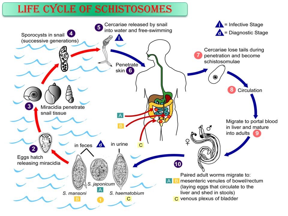 diagnosztikus schistosomiasis)