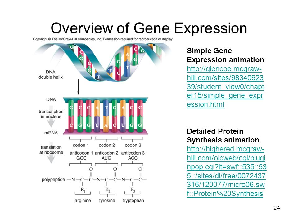 Chapter 17: From Gene to Protein - ppt video online download