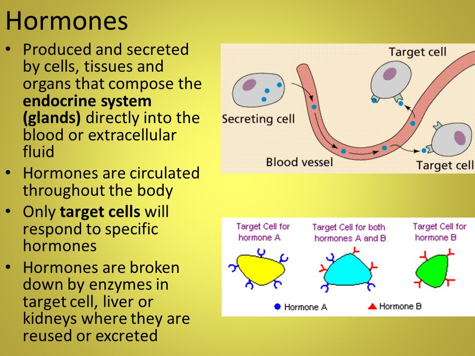 Hormones Produced and secreted by cells, tissues and organs that compose th...