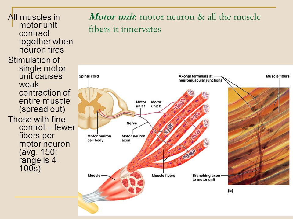 Иннервирует гладкие мышцы. Muscle Fibers.