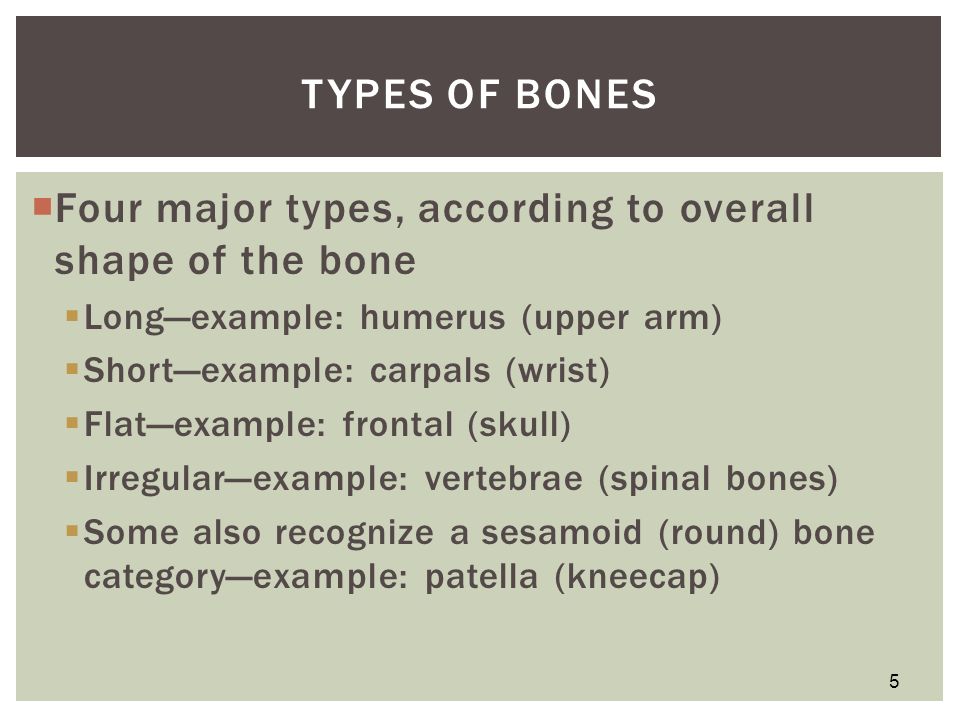 types of bones according to shape
