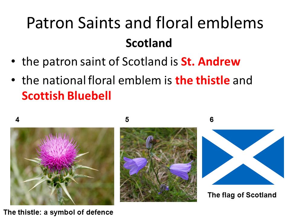 Scotland plants. What is the symbol of Scotland?. National symbols of Scotland. National Emblems Scotland на английском. Patron Saint of Scotland.