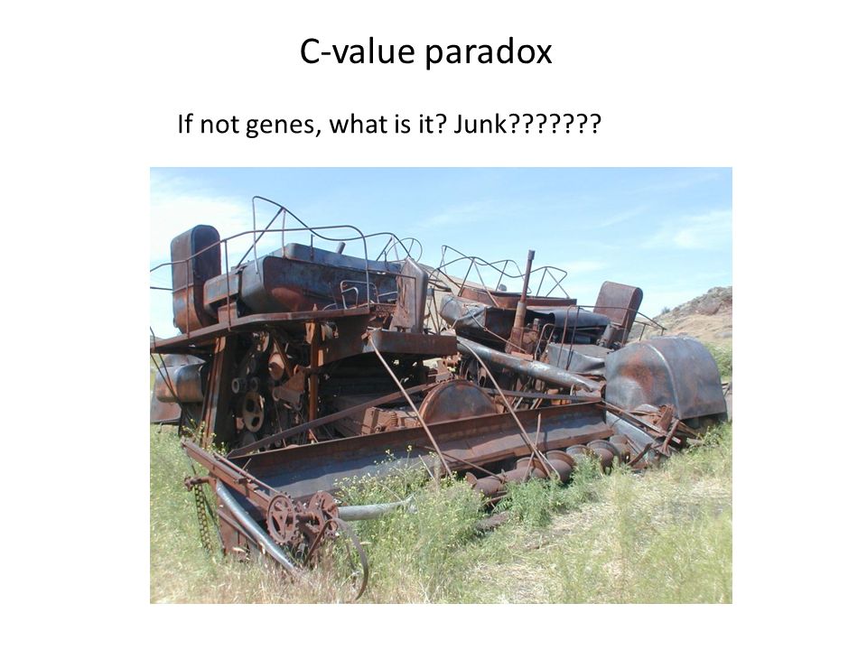 C-value paradox If not genes, what is it Junk