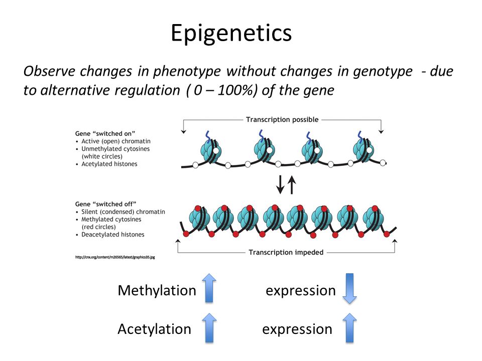 Epigenetics Observe changes in phenotype without changes in genotype - due. to alternative regulation ( 0 – 100%) of the gene.