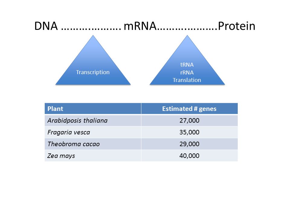 DNA ……….………. mRNA……….……….Protein