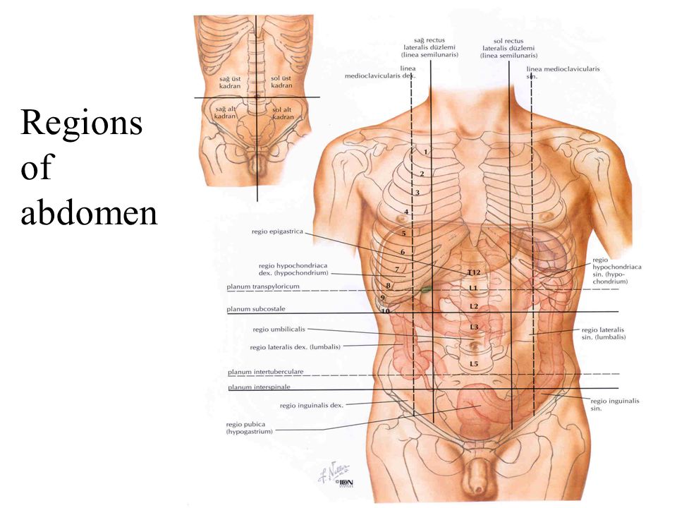 Область нижней части живота. Анатомия живота мужчины спереди. Строение органов у женщин внизу живота слева. Анатомические области живота человека. Строение нижней части живота.