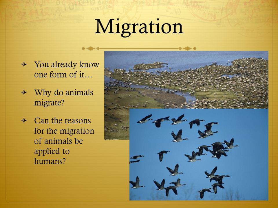 Migration. - ppt video online download