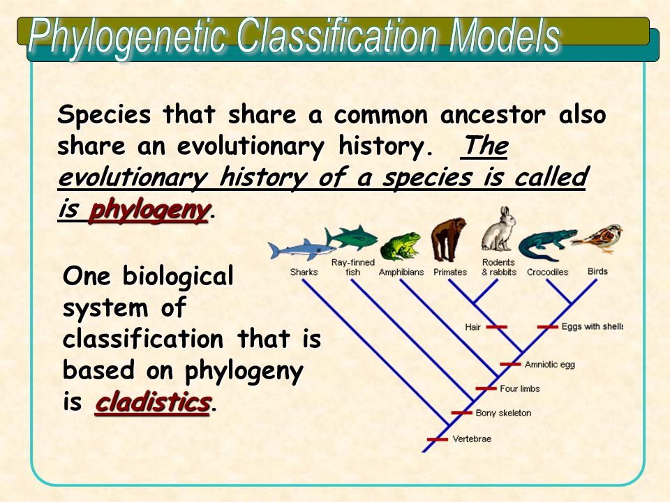 Phylogenetic Classification Models Ppt Video Online Download