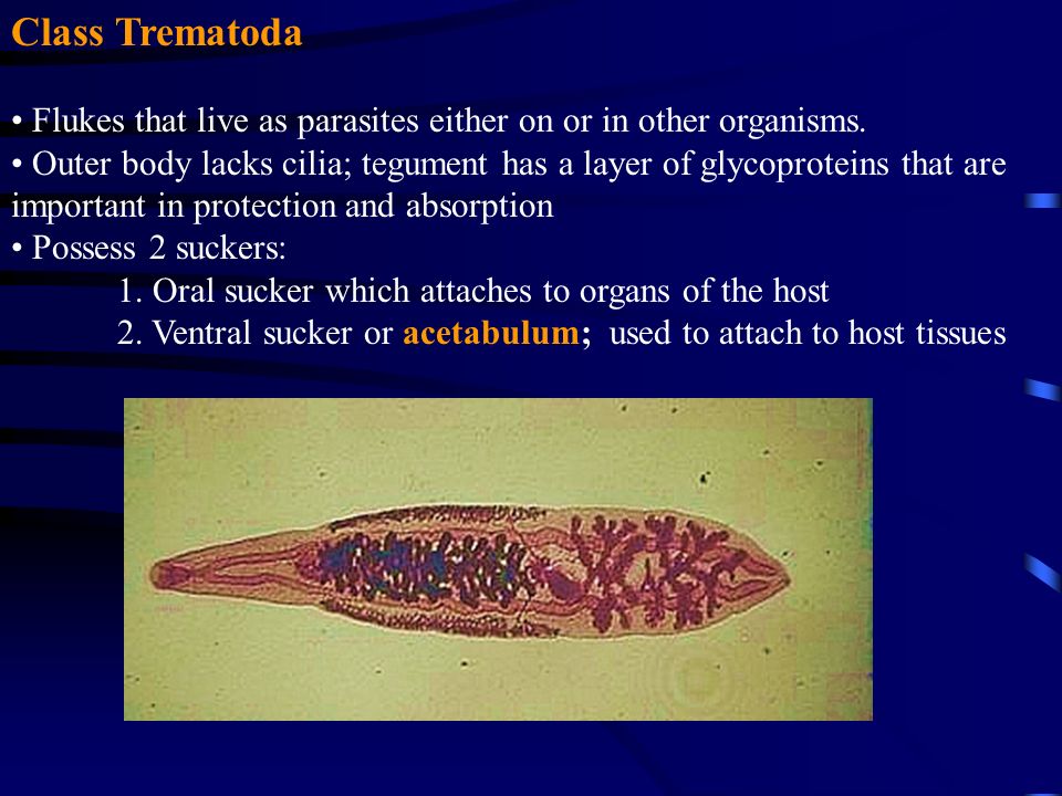 Valódi mételyek, Platyhelminthes trematoda