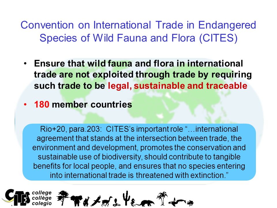 CITES and Food for Forests - ppt video online download