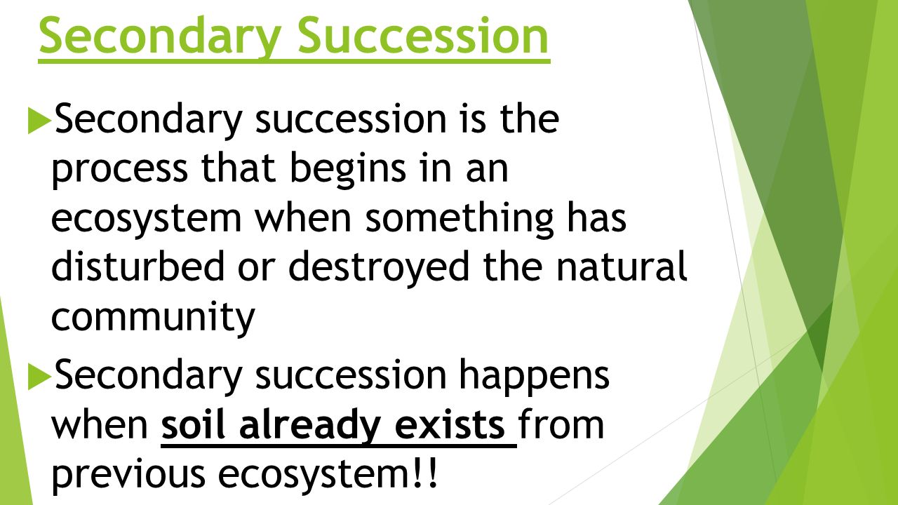 Worksheet Primary Ecological Succession Editable