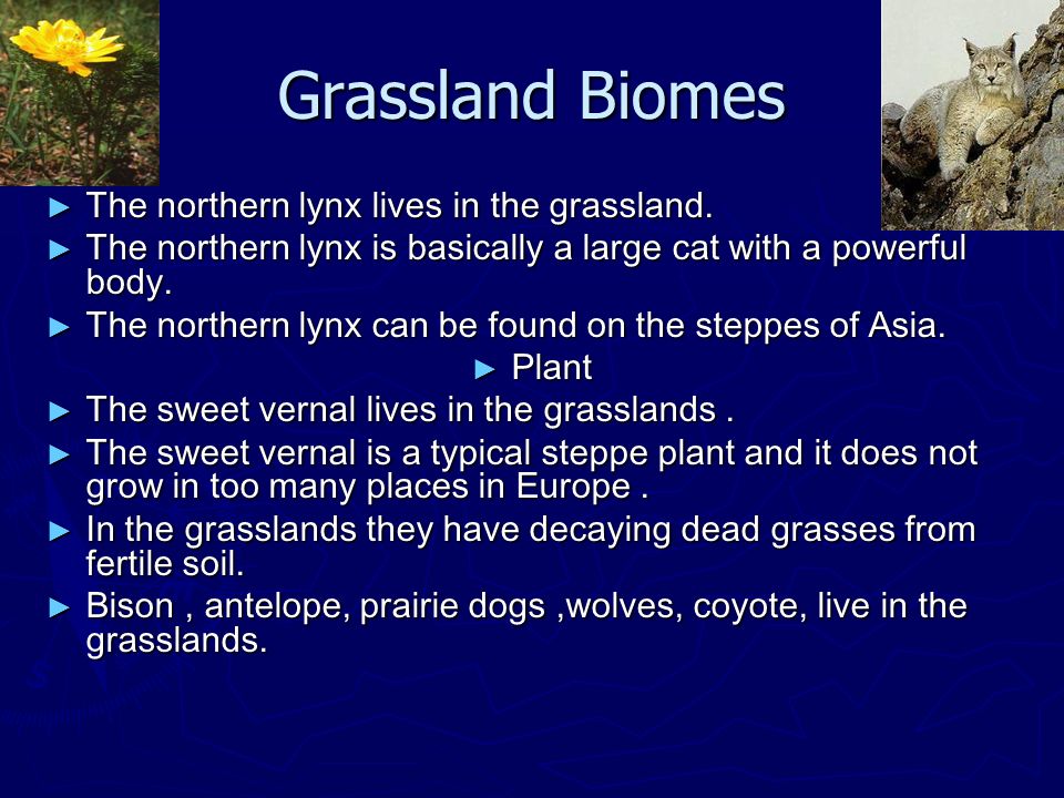 The World Biomes By Kayla Dann Biology Diagrams