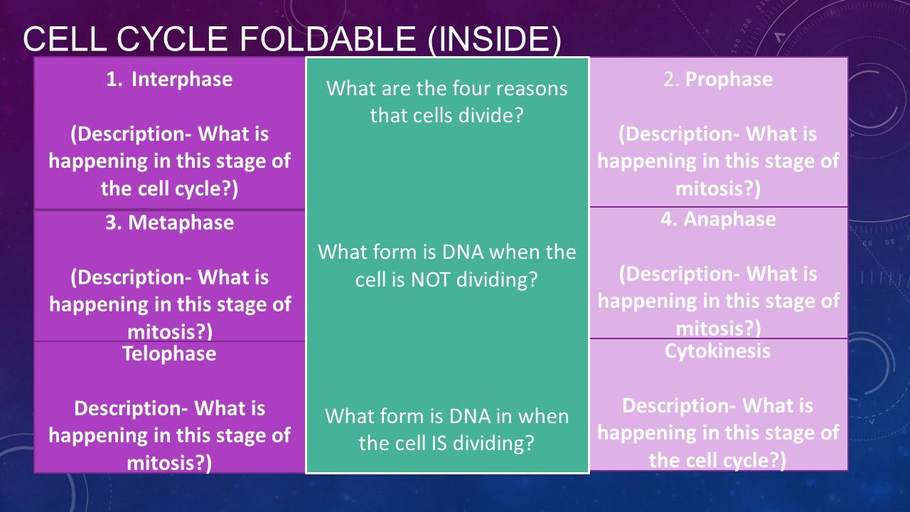 Cell Cycle Foldable (Inside)