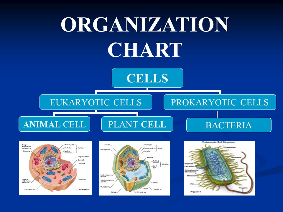 ORGANIZATION CHART BACTERIA. Aim: How can we describe the structure and  function of cell organelles? - ppt video online download