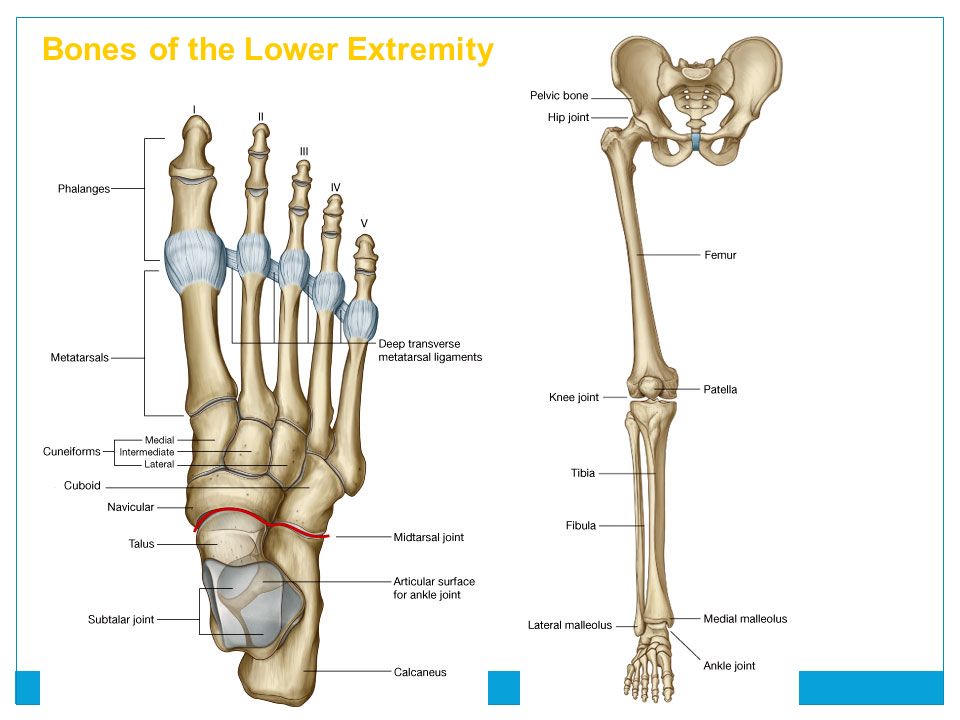 The bones form. Lower Extremity Bones. Lower Limb Bones. Skeleton of the lower Extremities. The Parts of the lower Extremity.