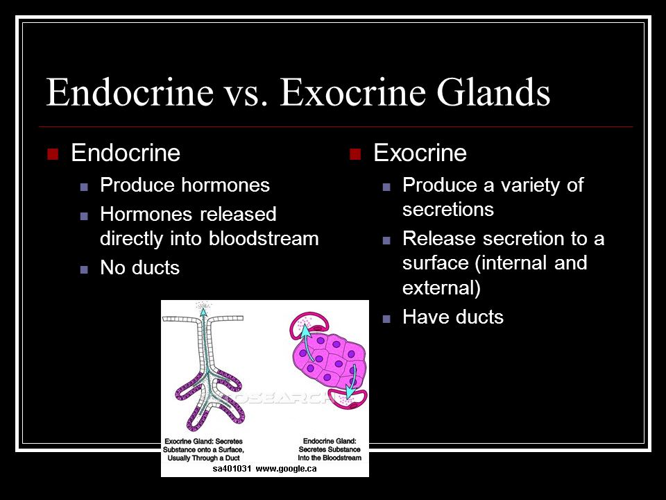 The Endocrine System Ppt Download The Endocrine System Ppt Download