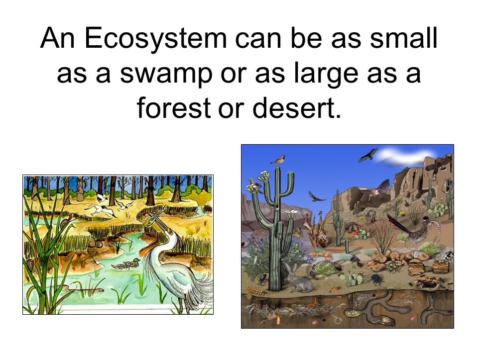 An Ecosystem can be as small as a swamp or as large as a forest or desert.
