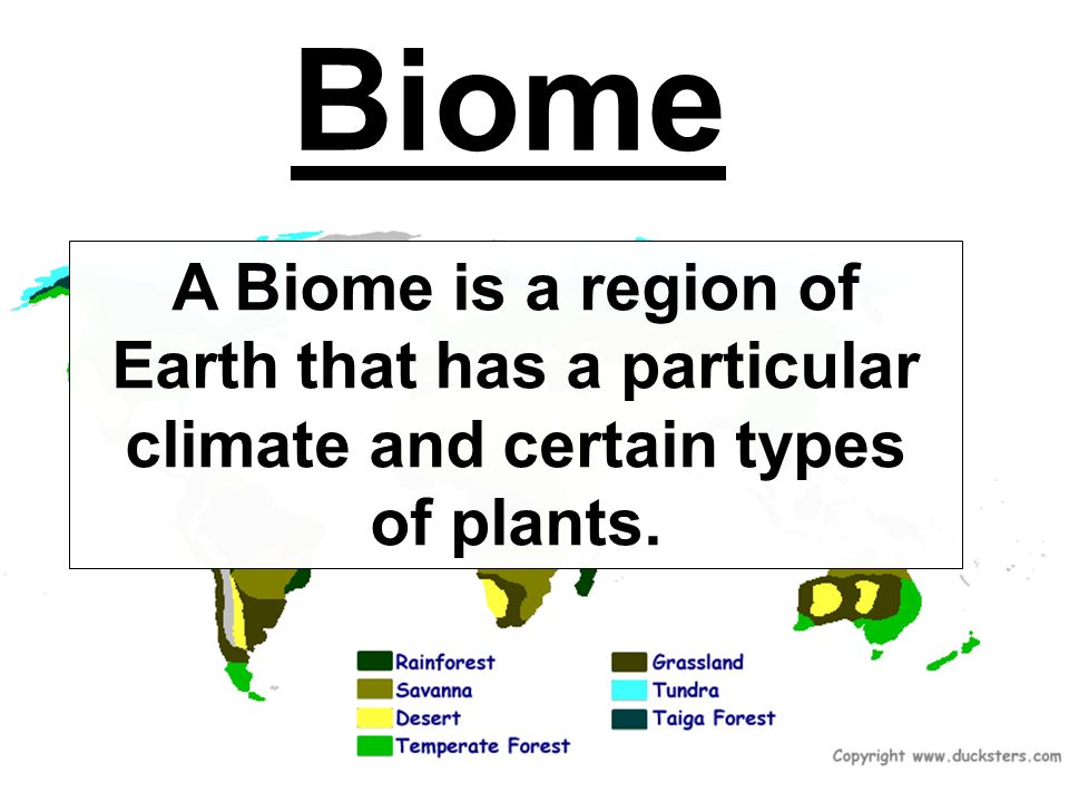 Biome A Biome is a region of Earth that has a particular climate and certain types of plants.