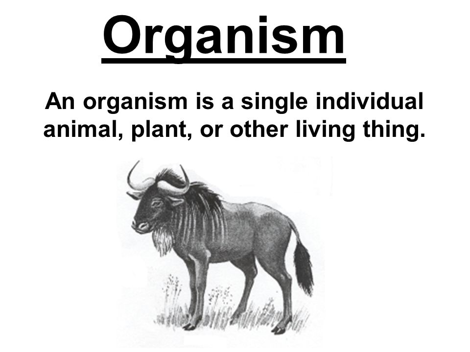 Organism An organism is a single individual animal, plant, or other living thing.