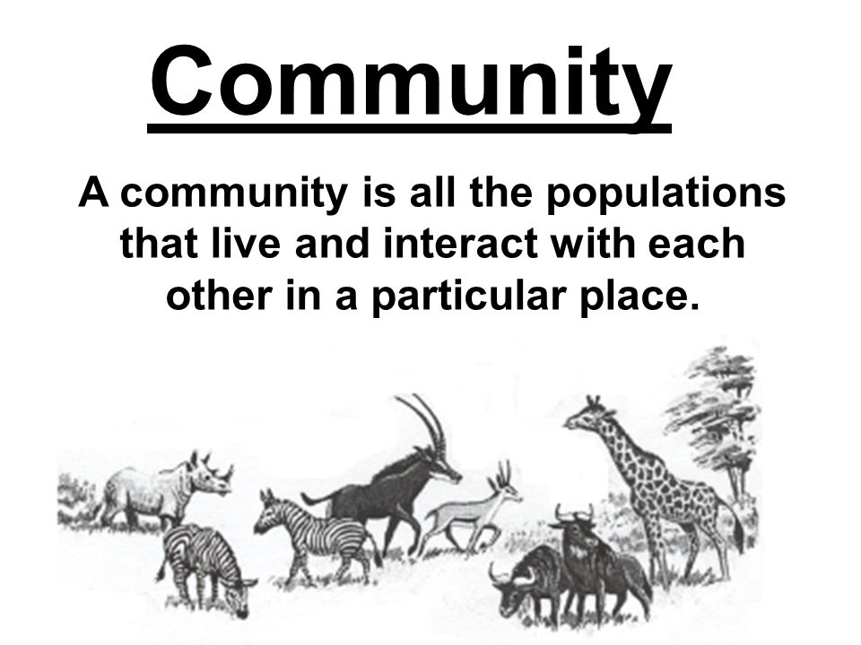 Community A community is all the populations that live and interact with each other in a particular place.