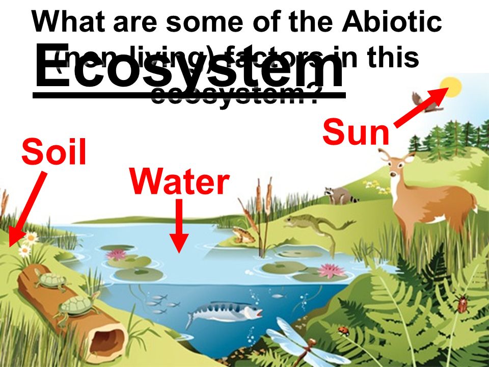 What are some of the Abiotic (non-living) factors in this ecosystem