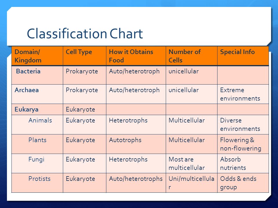 Classification Of Organisms Chart