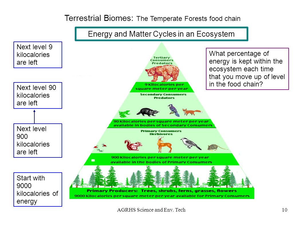 Terrestrial Biomes: The Temperate Forests food chain