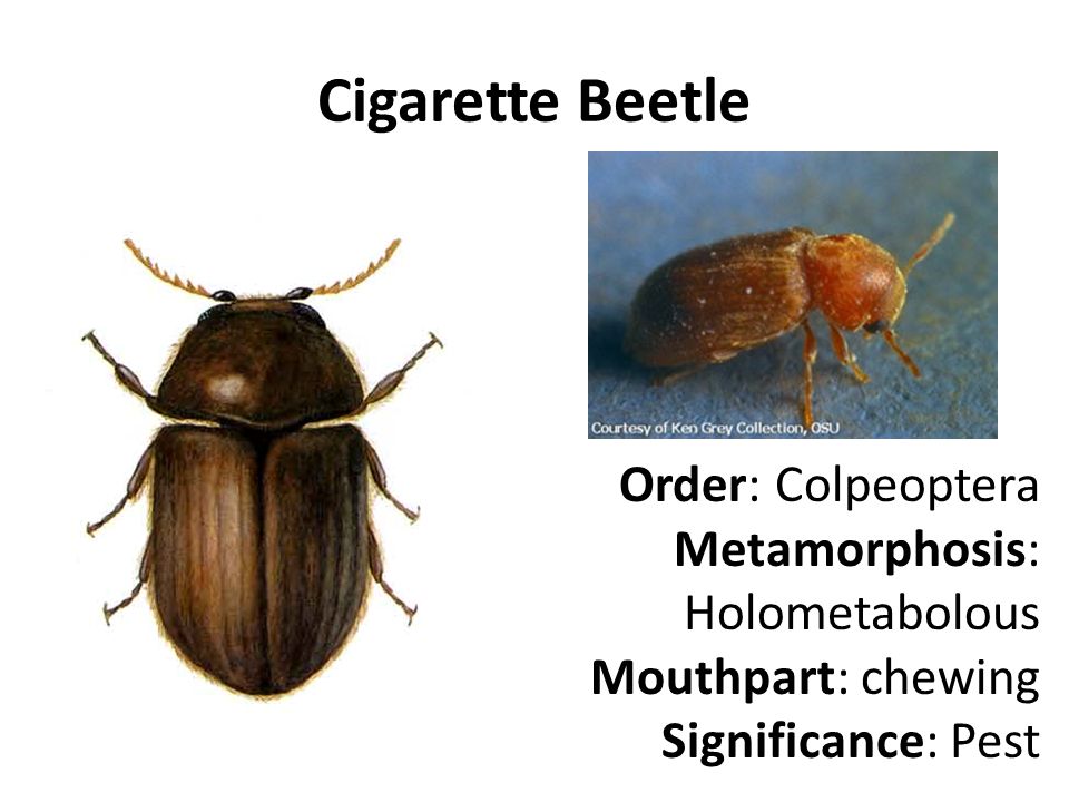 Cigarette Beetle Order: Colpeoptera Metamorphosis: Holometabolous