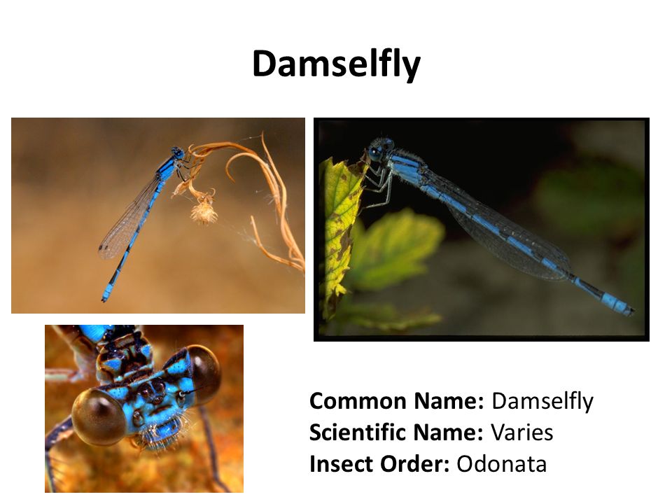 Damselfly Common Name: Damselfly Scientific Name: Varies Insect Order: Odonata