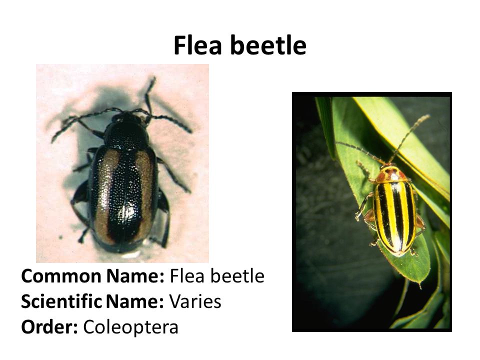 Flea beetle Common Name: Flea beetle Scientific Name: Varies Order: Coleoptera
