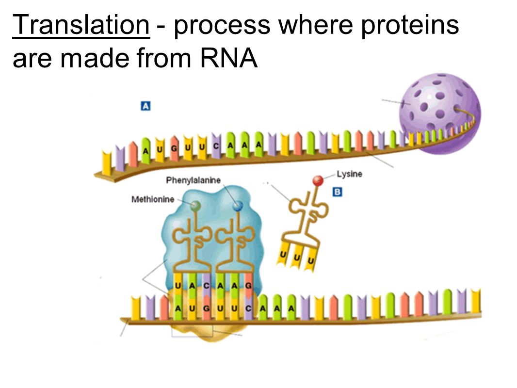 Рнк перевод. Translation DNA RNA. Translation MRNA. Кодон схема. Старт кодон ДНК.