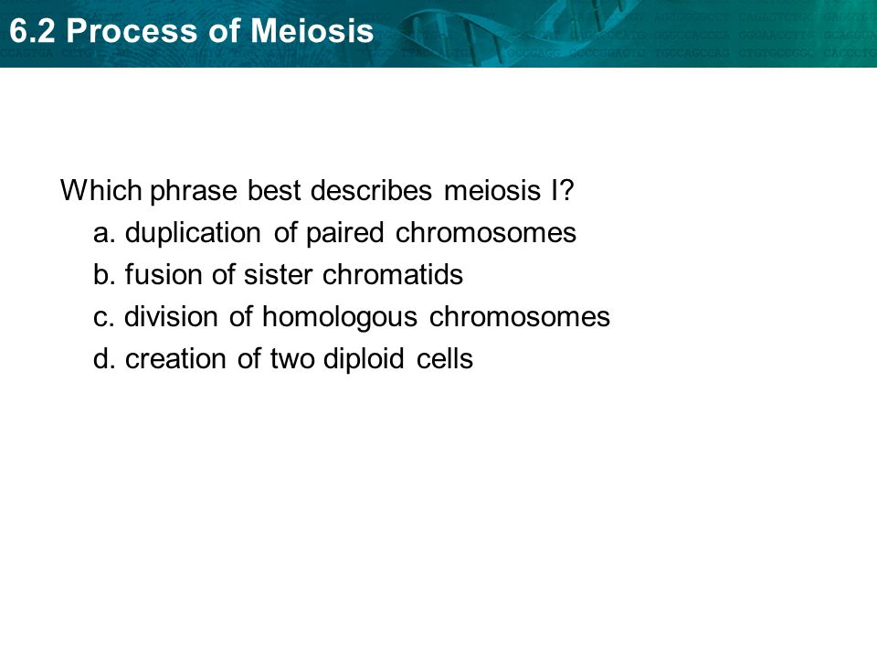 which phrase best describes the process of meiosis