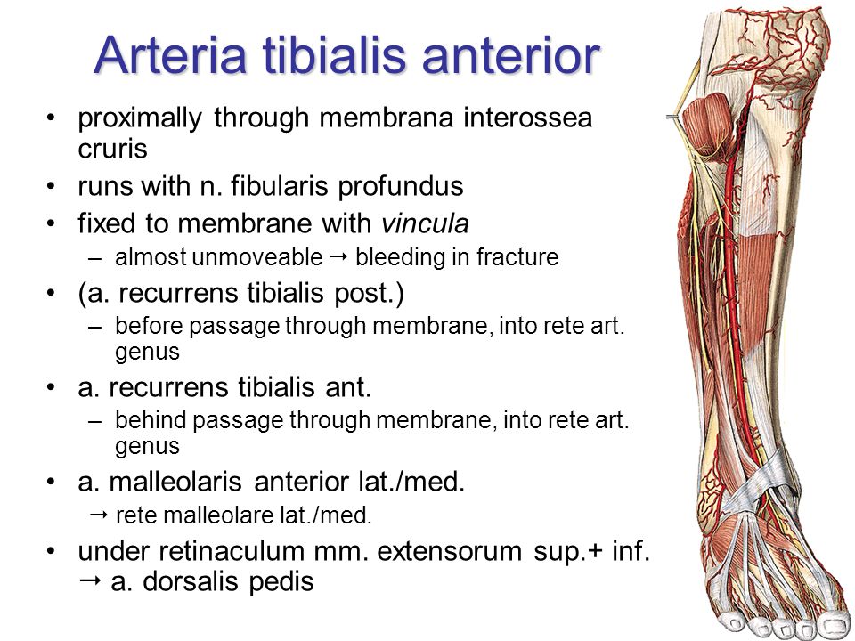 Arteries Of Upper Limbs Ppt Video Online Download