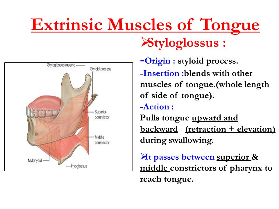 other muscles of tongue.(whole length of side of tongue) Action : Pulls ton...