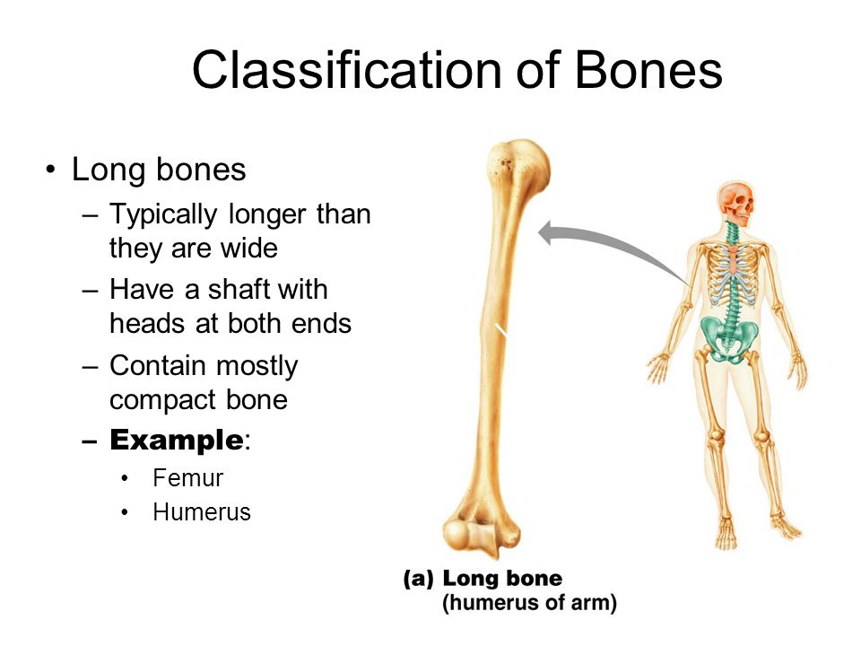 Bone meaning