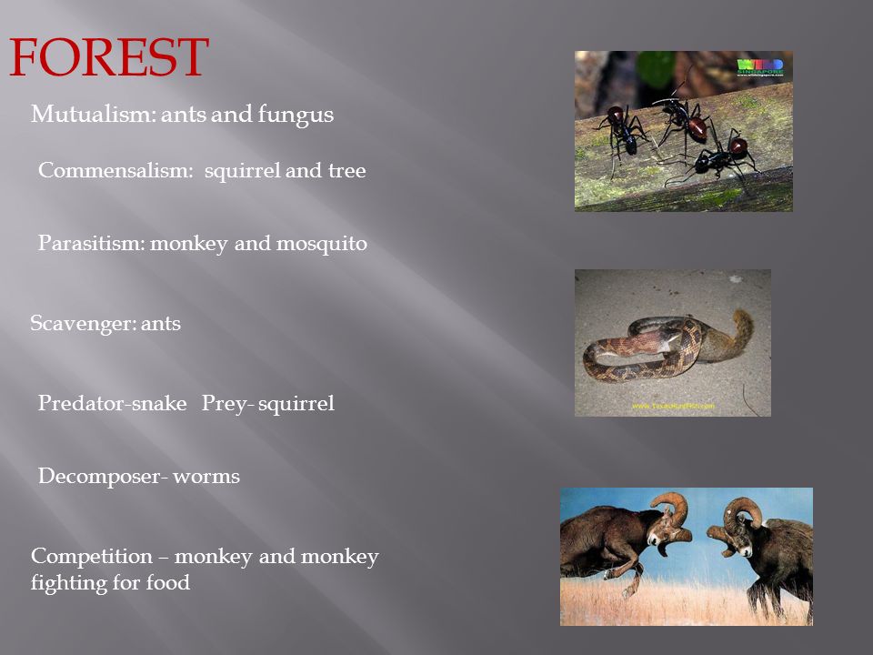 FOREST Mutualism: ants and fungus Commensalism: squirrel and tree