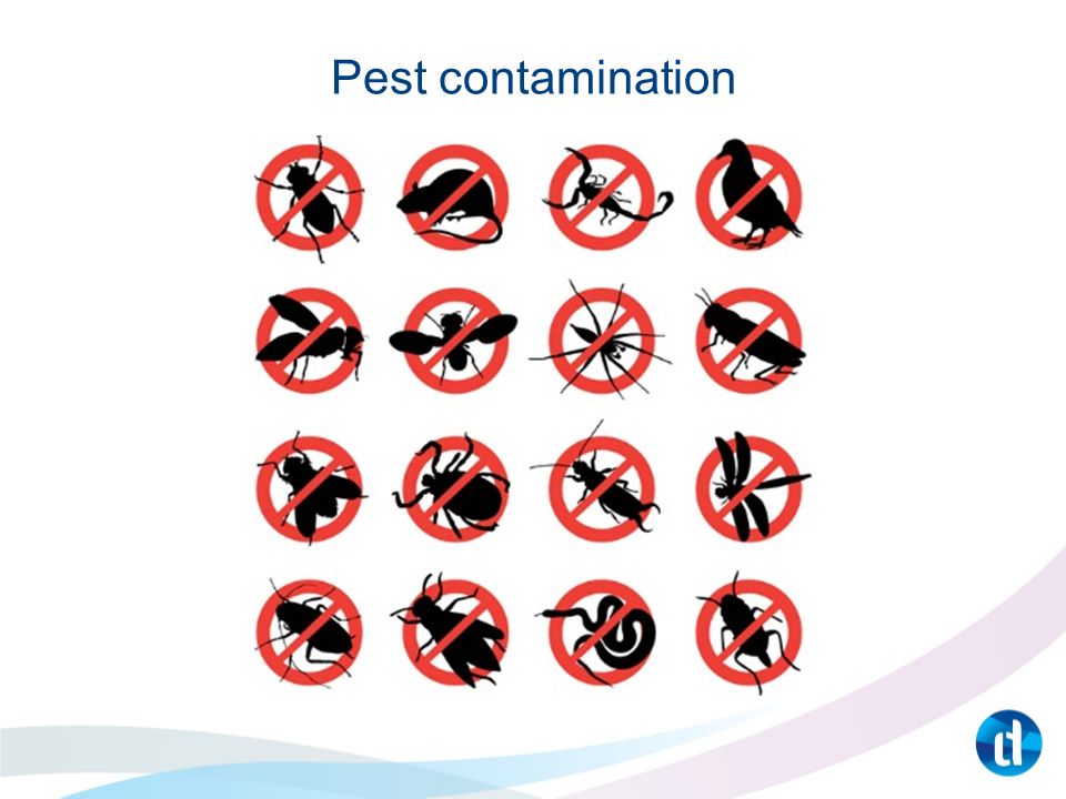 Pest contamination Video courtesy of Encentre:   v=gzfnE5XTs-Y