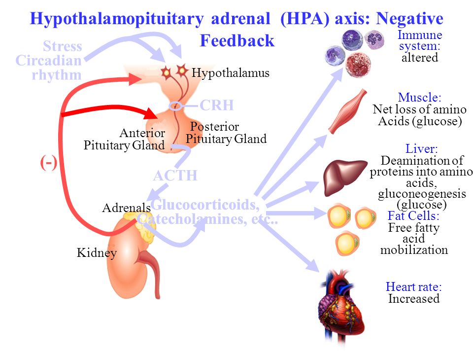 Hypothalamopituitary adrenal (HPA) axis: Negative Feedback