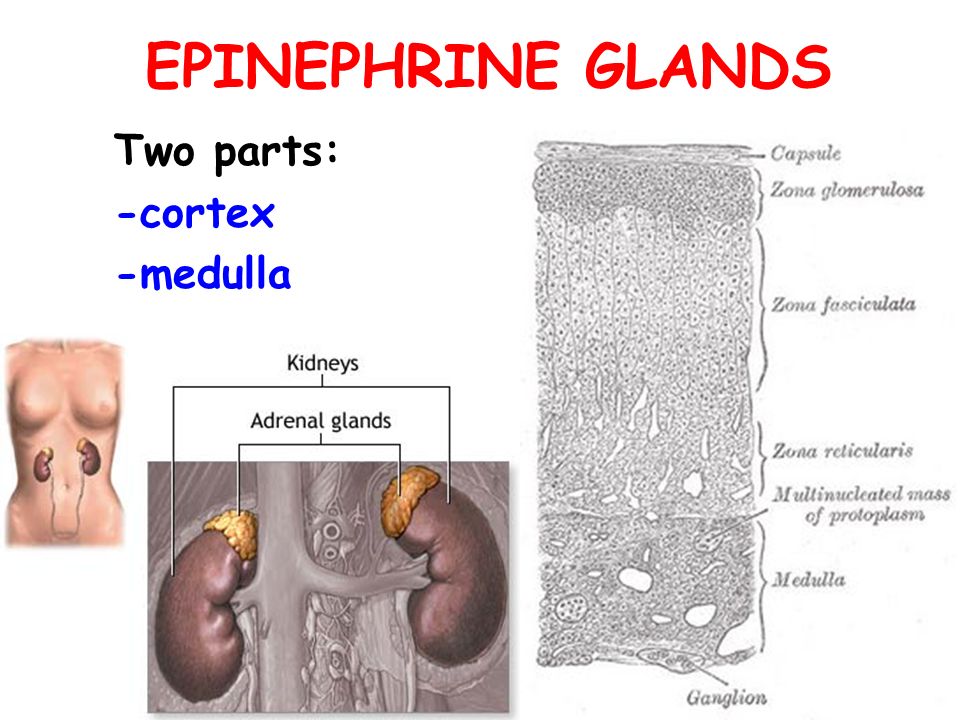 EPINEPHRINE GLANDS Two parts: -cortex -medulla 2