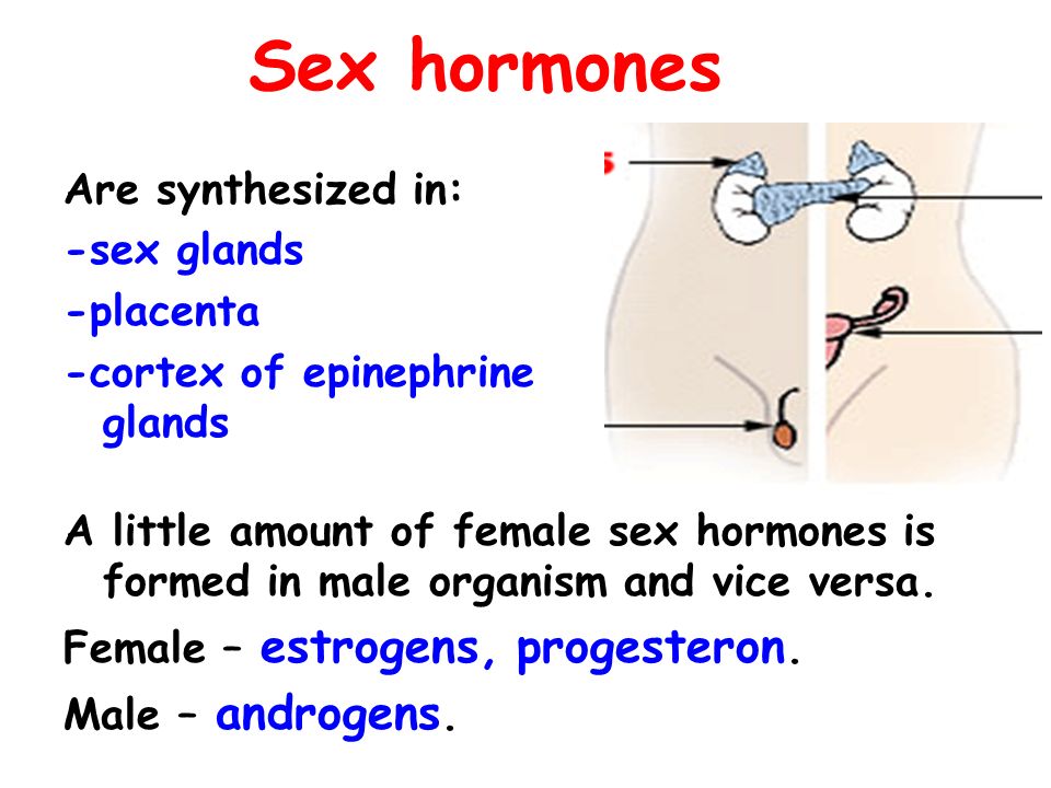 Sex hormones Are synthesized in: -sex glands -placenta