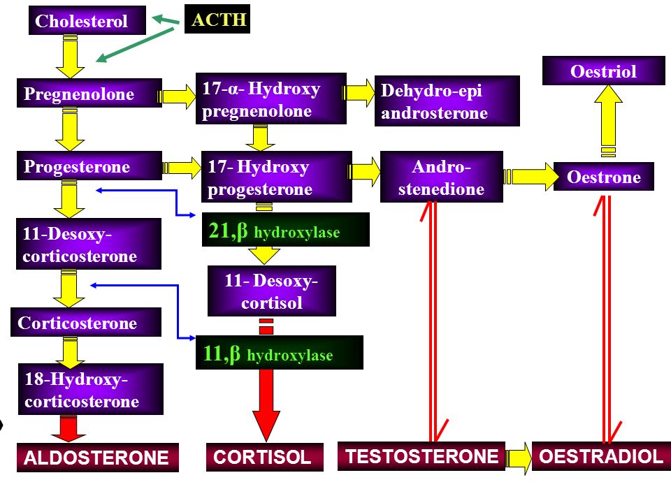 21,β hydroxylase 11,β hydroxylase Cholesterol ACTH Oestriol