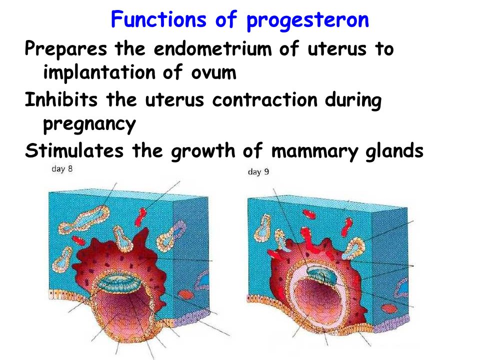 Functions of progesteron