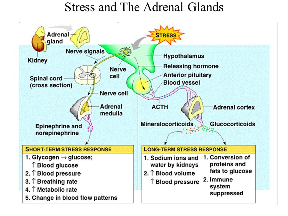 Image result for adrenal glands actions